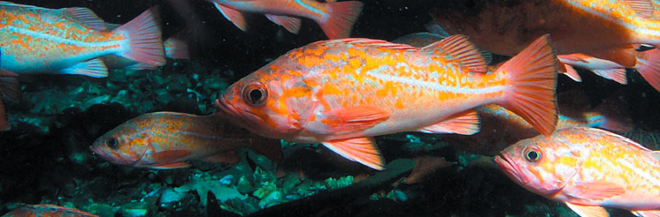 species-fpo